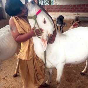 gaushala, save cows, hinduism, charity