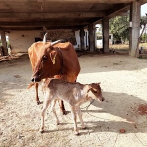 Monthly Care Of A Calf