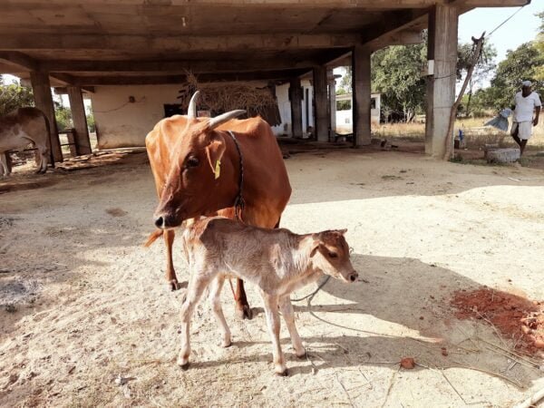 gaushala