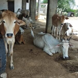 gaushala, save cows, hinduism, charity