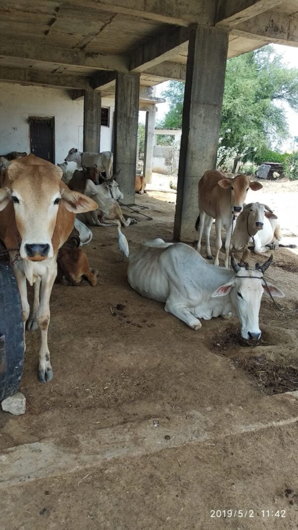 gaushala, save cows, hinduism, charity